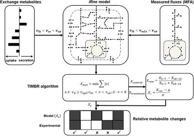 Network Modeling of Liver Metabolism to Predict Plasma Metabolite Changes During Short-Term Fasting in the Laboratory Rat